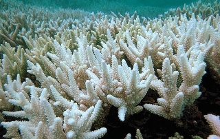 Коралловые рифы - источник вдохновения